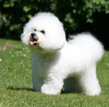 Bichon frise for sale