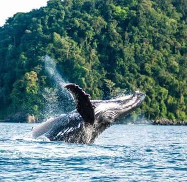 A humpback whale breaching the ocean surface near a lush tropical green coastline.