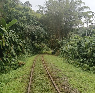 Narrow-gauge railway tracks leading through a lush green tropical jungle landscape with bamboo trees.