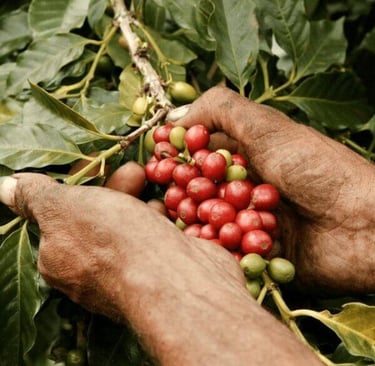 Farmer harvesting ripe red coffee cherries by hand from a coffee tree branch.