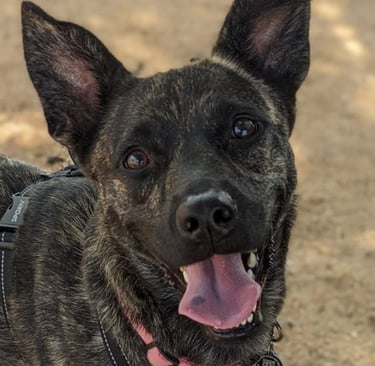 Zuri: Heartworm survivor/rescue and inspiration for our Healing Guide.