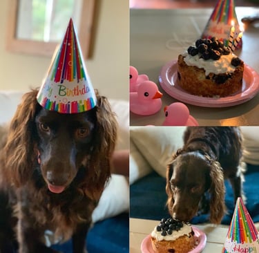 dog-birthday-treats.jpeg 