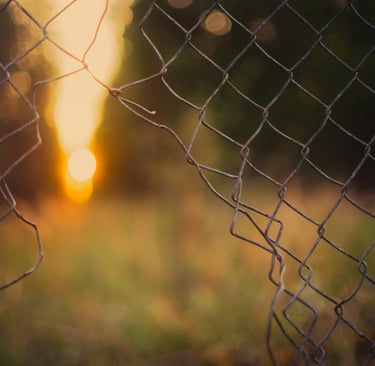 Animal Farm, gradual collapse not sudden shifts. Book review