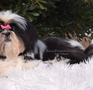 shih tzu