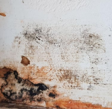 black mold on drywall