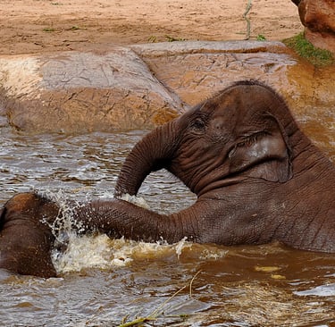 Baby Elephant in the water