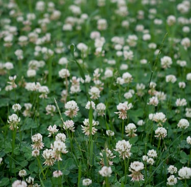 White clover cover crop in raised bed garden improving soil health and preventing weeds