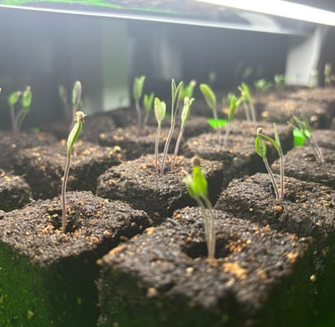 Soil blocks used for plastic-free seed starting indoors