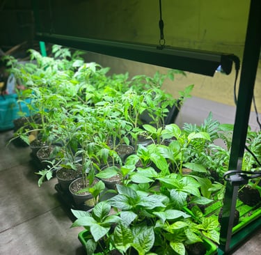 Indoor seed starting supplies setup with LED grow lights and vegetable seedlings