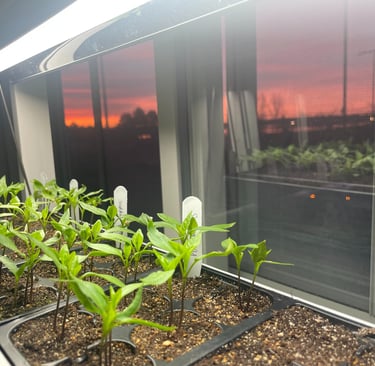 Young vegetable seedlings growing in seed starter trays under an LED grow light by a window at sunset.
