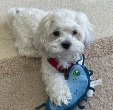 White Mal-Shi Puppy playing with toy on floor in Texas.