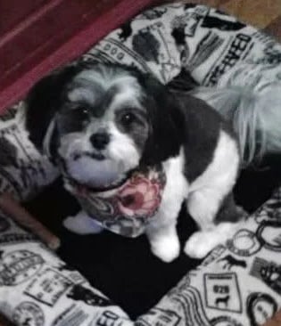 Black and White Mal-Shi dog sitting in doggy bed in Texas.
