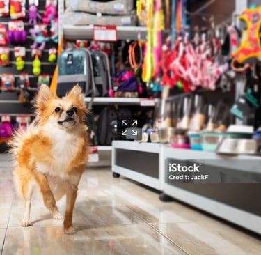 Pequeño perro chihuahua marrón parado en el pasillo de una tienda de mascotas con varios juguetes 
