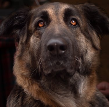 séance photo animal de compagnie