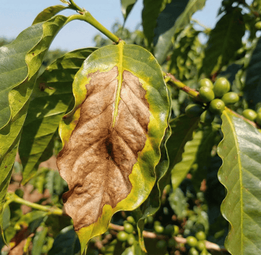 Folha de café apresentando escaudura, visível como uma grande mancha marrom e seca no centro, cercad