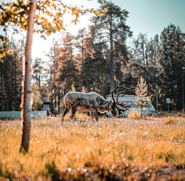 les-plus-belles-destinations-en famille-cerf-finlande