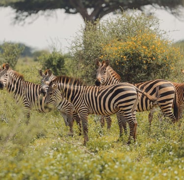 ou-partir-en-voyage-de-noces-safari-tanzanie