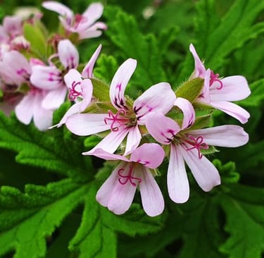 Geranium Concrete :  Pelargonium graveolens L.  Family  Geraniaceae   Part Used : Leaves  CAS Number