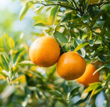 PetitGrain Mandarin oil : Citrus reticulata  Family: Rutaceae  Part Used : Leaves  CAS Number :  801