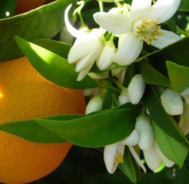 Bitter Orange Concrete : Citrus aurantium var. amara L.   Family  Rutaceae  Part Used : Flowers  CAS