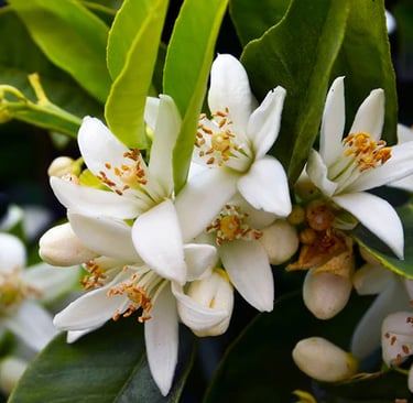 Neroli Oil / Citrus aurantium L.    Family : Rutaceae  Part Used : Flowers  CAS Number :  8016-38-4