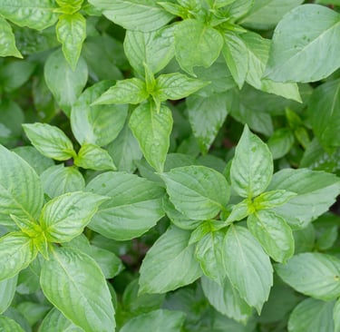 Basil Concrete : Ocimum basilicum L.   Family  Lamiaceae  Part Used : Leaves  CAS Number : 8015-73-4