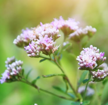 Marjoram Oil /  Origanum majorana L.  Family : Labiatae   Part Used : Flowers  CAS Number :  8015-01