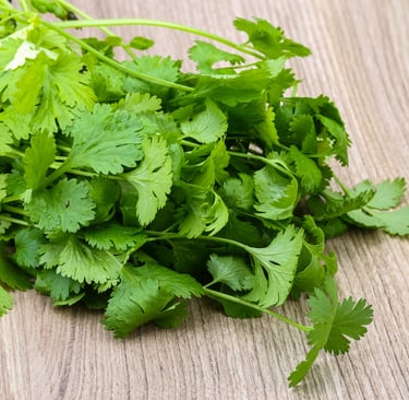 Coriander Herb oil  /  Coriandrum sativum L.  Family : Apiaceae  Part Used : Herbs  CAS Number :  80