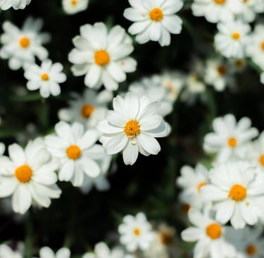 Chamomile Concrete :  Matricariac hamomila L.   Family  Asteraceae  Part Used : Flower  CAS Number :
