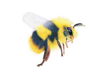 Bee canvas tote bag