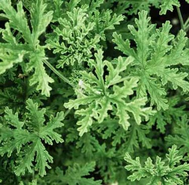 Citronella