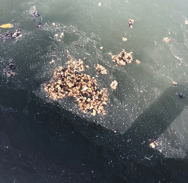 algae bloom on Marco Island