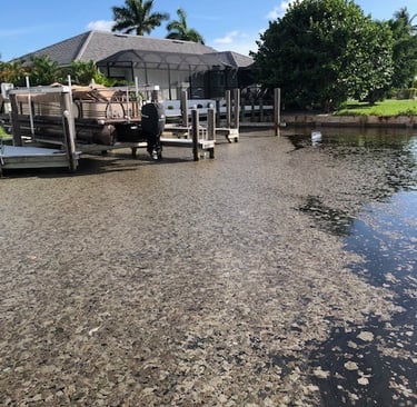 Debris and surface scum outside a Marco canal home