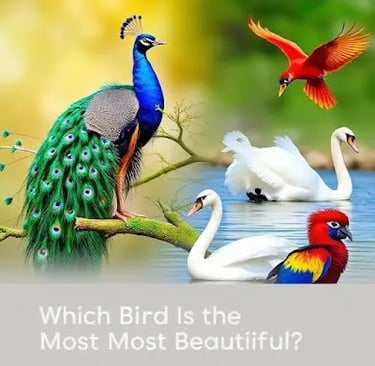 Can We Agree on What Makes a Bird Pretty?