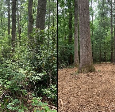 Overgrown steep slope in Hendersonville, NC, covered in thick brush and then cleared and mulched
