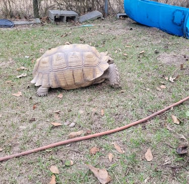 my sulcata tortoise looking for sun