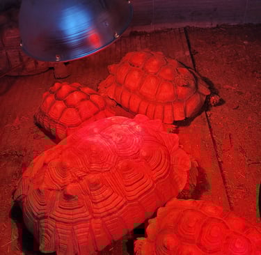 my group of sulcata tortoises in their heated shed 