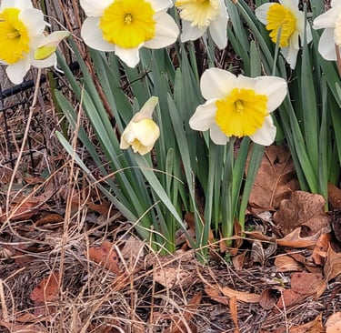 Daffodils 