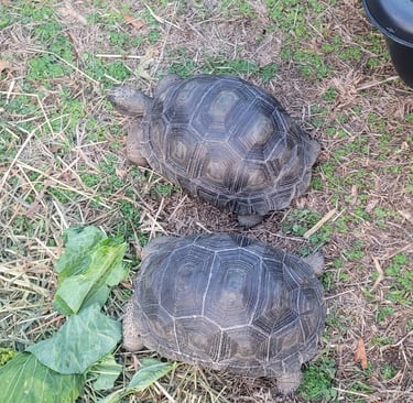 2 of my Aldabra tortoises 