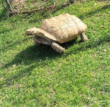 My ivory sulcata tortoise