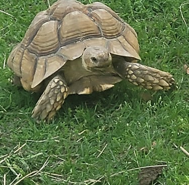 Luigi my sulcata tortoise coming to see if I brought treats.
