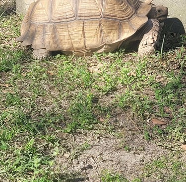 Bowser my sulcata tortoise basking in the sun.