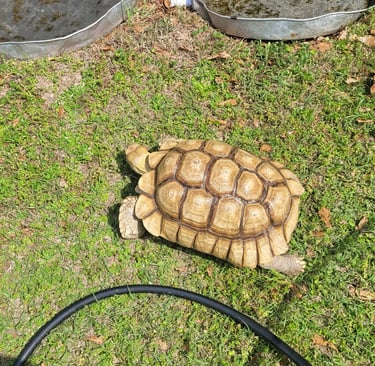 Mario my sulcata tortoise