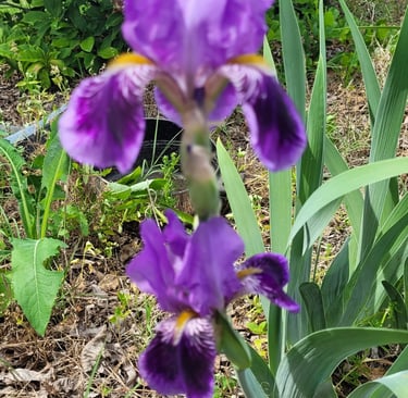 purple iris