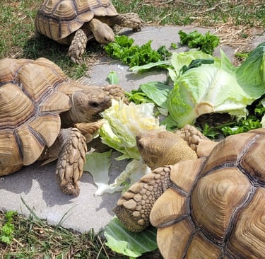 Sulcata salad