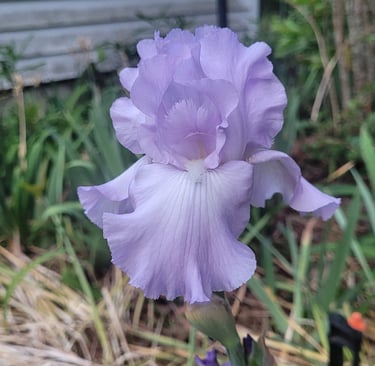 lavender iris