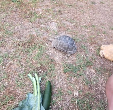 Aldabra and albino sulcata