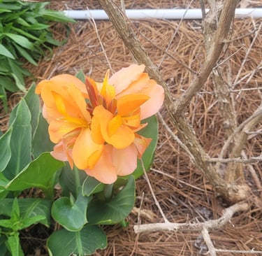 Orange Cana lily