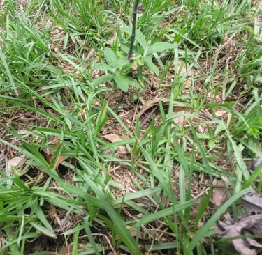 butter fly bush
