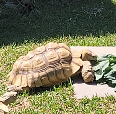 Mario enjoying some collards